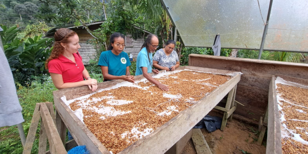 People sorting beans