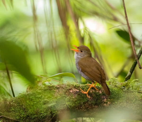 The Soloist
